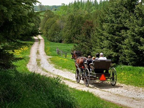 horse and buggy ride