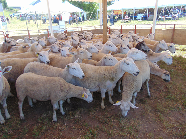 a herd of sheep in a shelter.