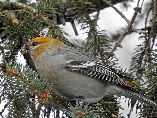 Grosbeak in a pine tree