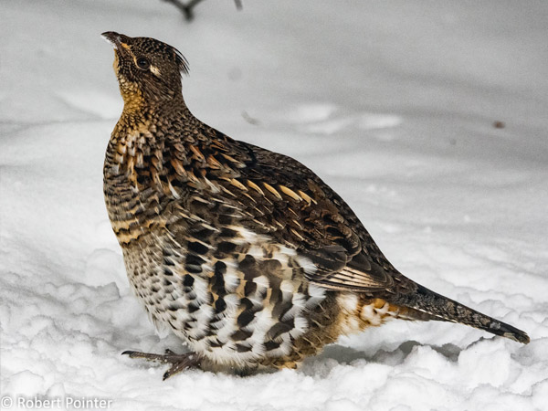 Ruffed Grouse