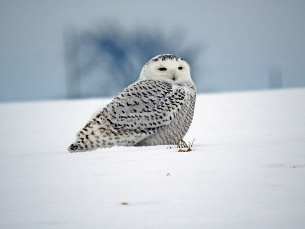 Snowy owl sitting on snow