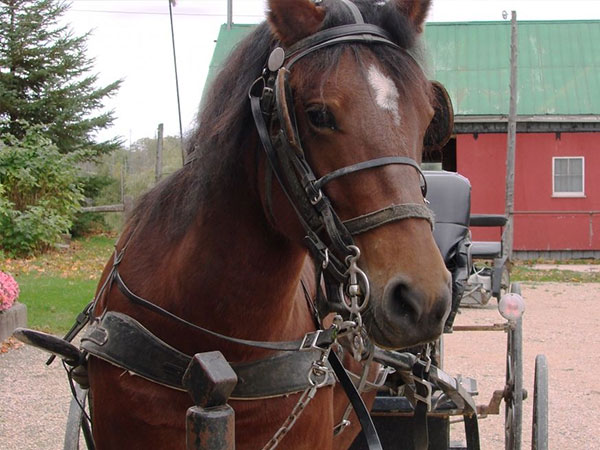 Horse and buggy at heritage lane.