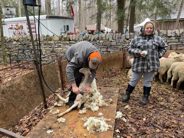 Sheep shearing at Holstein Maplefest
