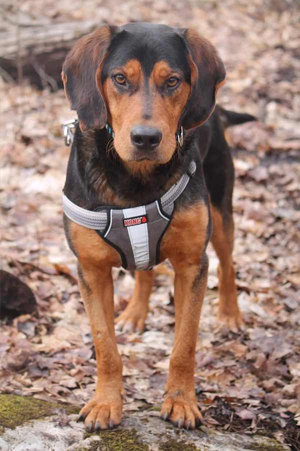 Bo, a 2-year-old hound mix