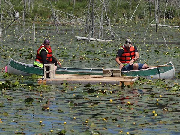 Swan platform is floated into place on Chatsworth Marsh