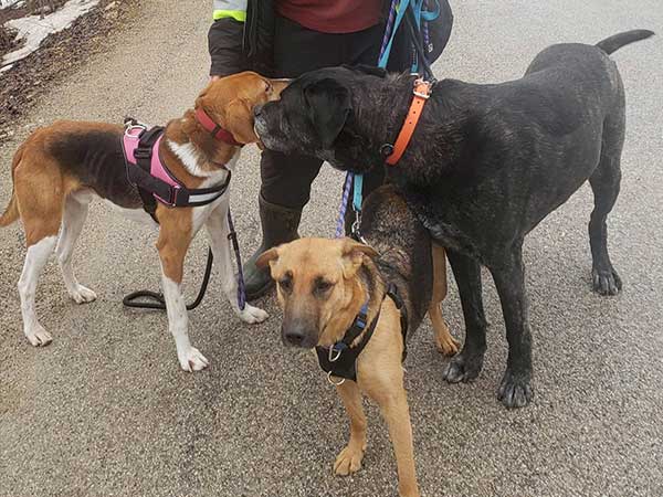 Hunter on a pack walk with two other dogs