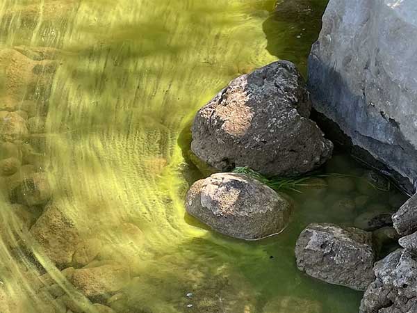 blue-green algae bloom in Lake Eugenia