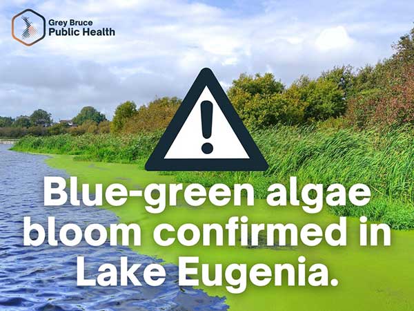 Grey Bruce Health warning: Blue-green algae bloom confirmed in Lake Eugenia