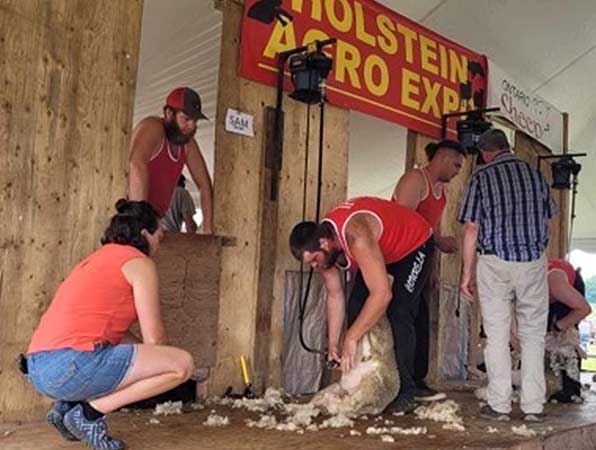 sheep shearing at Holstein Agro Expo - 2023