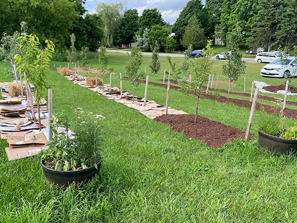 Orchard beds