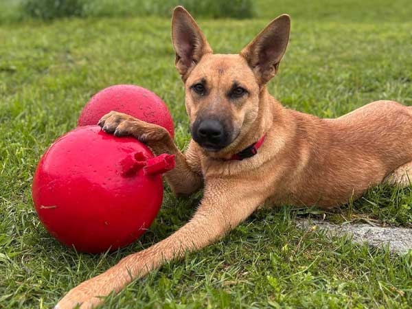 Pet adoption dog: Achilles
